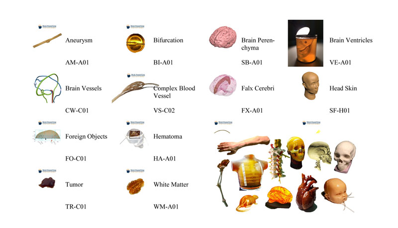 True Phantom各種各樣的人體組織模塊，模體