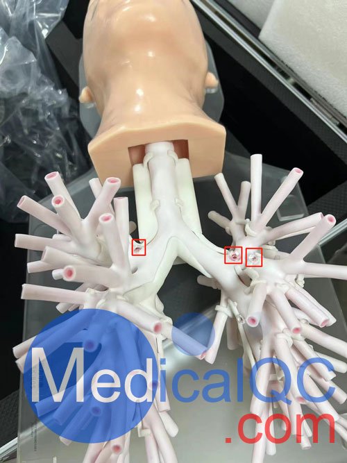 WEK-B05內(nèi)窺鏡支氣管模體，WEK-B05支氣管模型