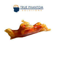 狗模體定制– 可用于超聲、ct、MRI