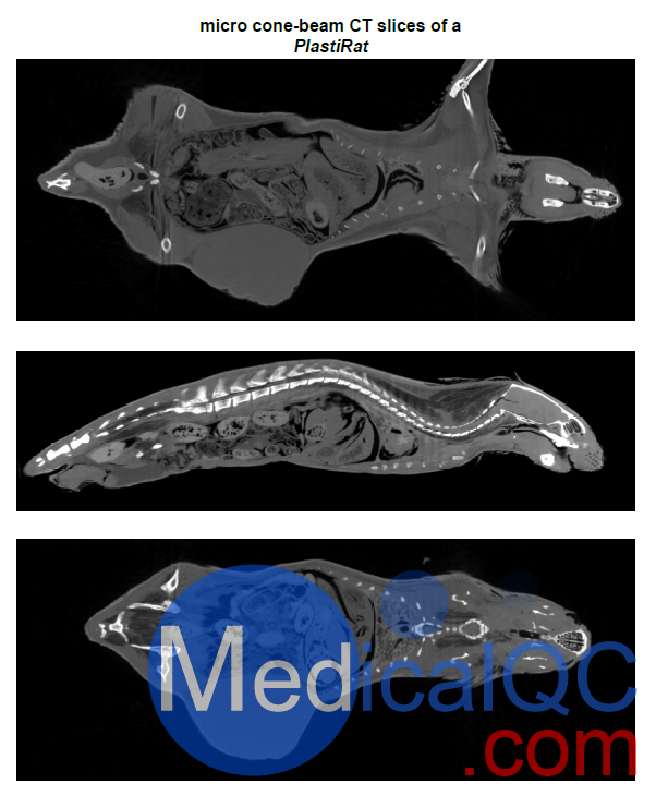 PlastiCreatures小動(dòng)物塑化標(biāo)本，PlastiCreatures模體