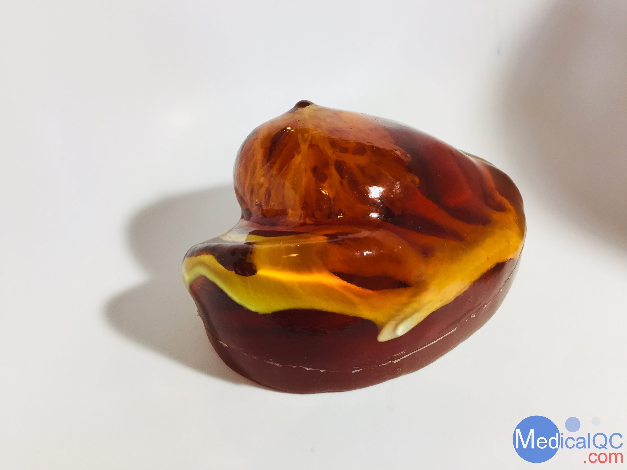 BT-A01乳房模體，BT-A01解剖乳房模體