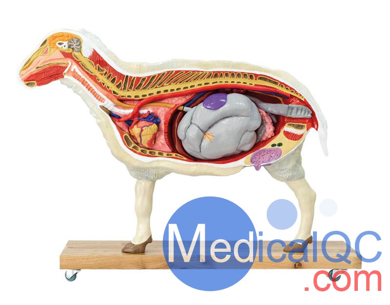 VET3310綿羊模型,VET3310綿羊模體，VET3310獸醫(yī)用模體