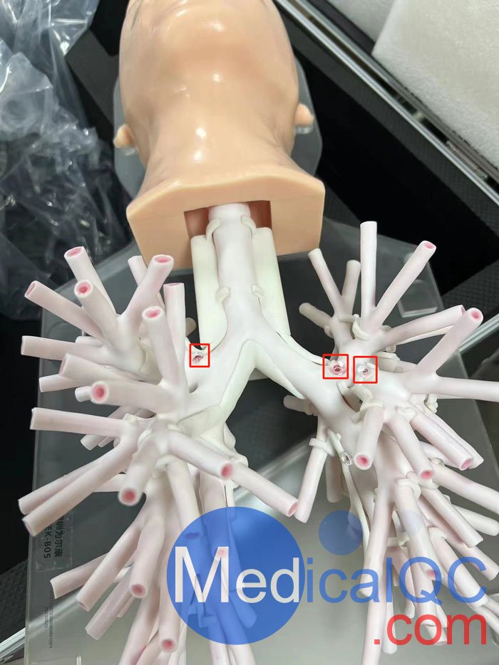 WEK-B05內(nèi)窺鏡支氣管模體，WEK-B05支氣管模型