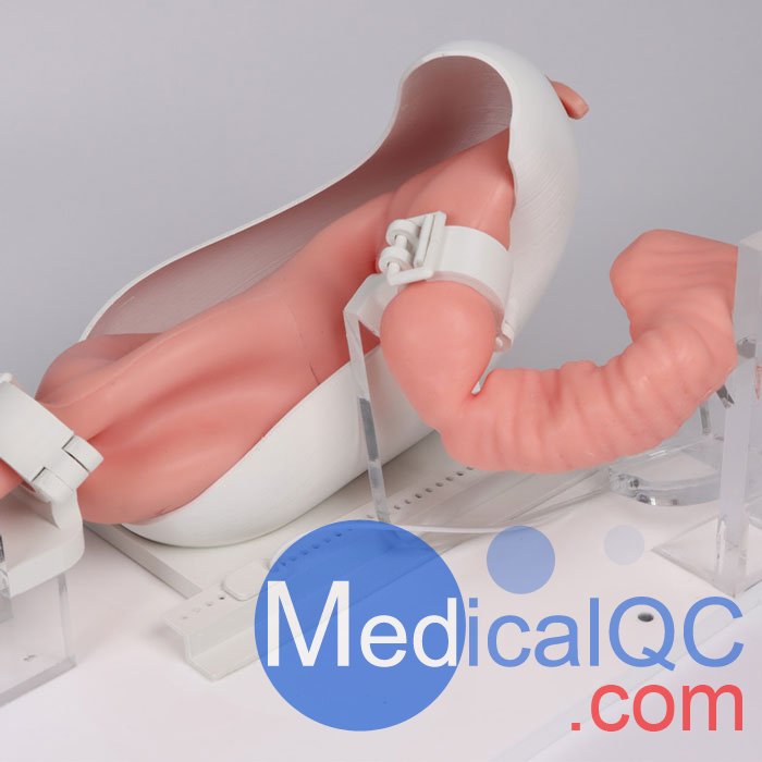 7150胃腸鏡模體，EGD模擬器，7150 EGD模體