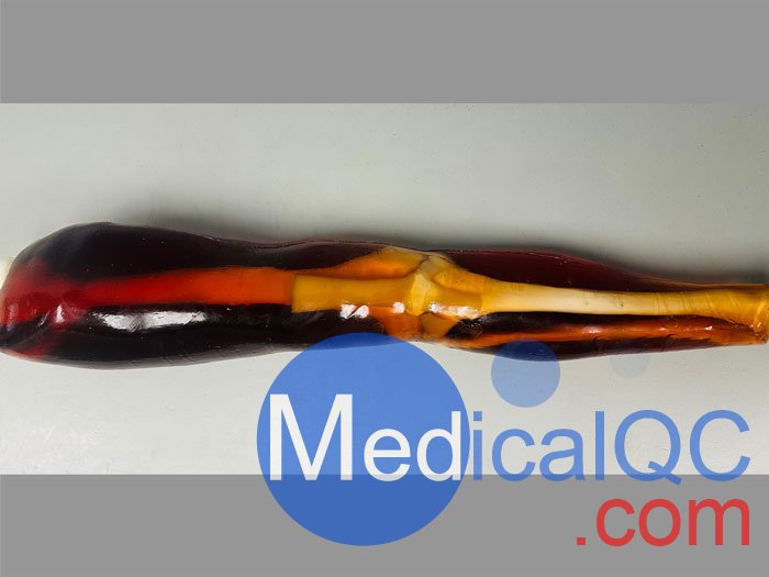 KE-A02成人膝關(guān)節(jié)模體，KE-A02腿部模型，KE-A02腿模體