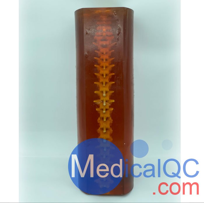 SE-A02成人脊柱模型，SE-A02脊柱模體,SE-A02脊椎模體