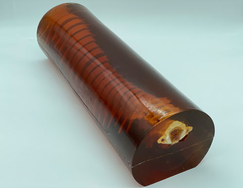 SE-A02成人脊柱模型，SE-A02脊柱模體,SE-A02脊椎模體