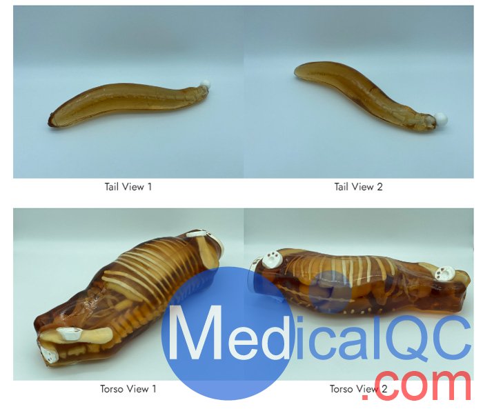 Dog Phantom，牧羊犬模體，模型結(jié)構(gòu)圖