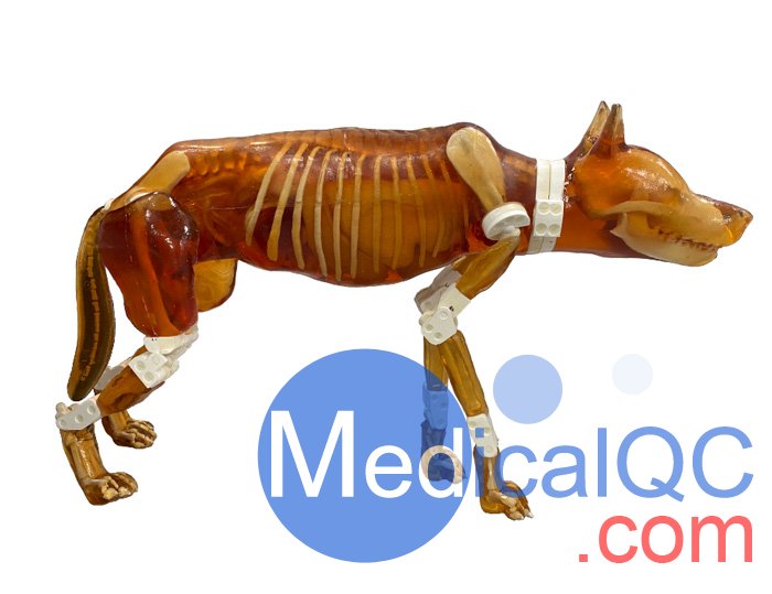 Dog Phantom，牧羊犬模體，牧羊犬模型